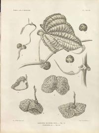 Zoom illustration dioscorea_sansibarensis.jpg