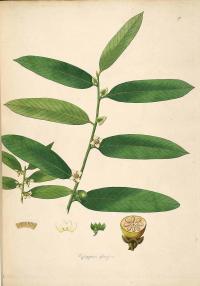 Zoom illustration diospyros_malabarica.jpg