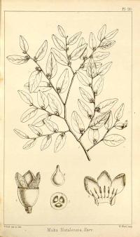 Zoom illustration diospyros_natalensis.jpg