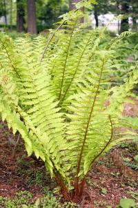 Zoom illustration dryopteris_crassirhizoma.jpg