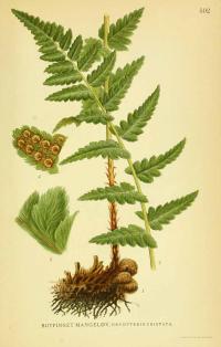 Zoom illustration dryopteris_cristata.jpg