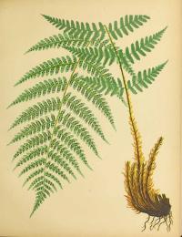 Zoom illustration dryopteris_marginalis.jpg