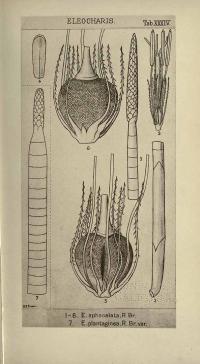 Zoom illustration eleocharis_sphacelata.jpg