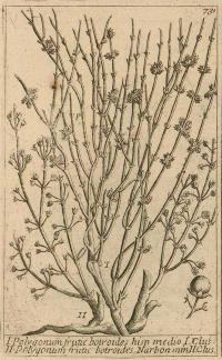 Zoom illustration ephedra_fragilis.jpg