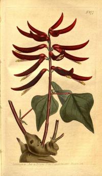 Zoom illustration erythrina_herbacea.jpg