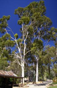Zoom illustration eucalyptus_citronne.jpg