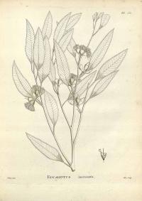 Zoom illustration eucalyptus_incrassata.jpg