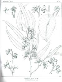 Zoom illustration eucalyptus_tereticornis.jpg