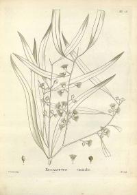 Zoom illustration eucalyptus_vinimalis.jpg