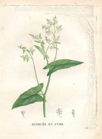 Zoom illustration fagopyrum_acutatum.jpg