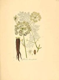 Zoom illustration ferula_assa-foetida.jpg