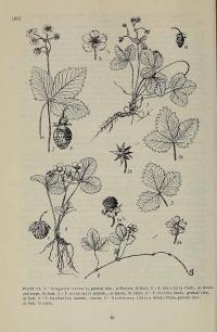 Zoom illustration fragaria_orientalis.jpg