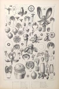 Zoom illustration garcinia_hombroniana.jpg