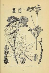 Zoom illustration glehnia_littoralis.jpg