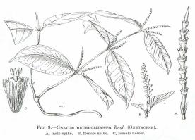 Zoom illustration gnetum_buchholzianum.jpg