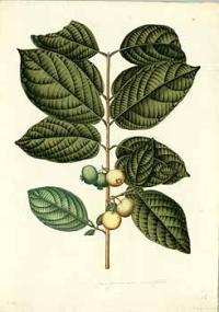 Zoom illustration goyavier_parfume.jpg
