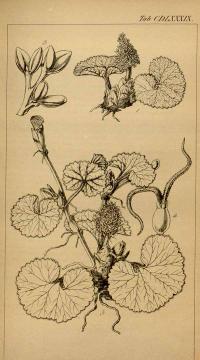 Zoom illustration gunnere_magellan.jpg