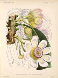 Zoom illustration gustavia_superba.jpg
