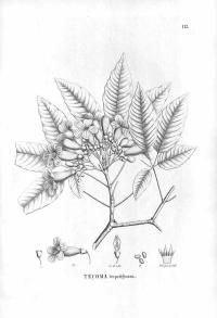 Zoom illustration handroanthus_impetiginosus.jpg