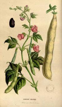 Zoom illustration haricot.jpg