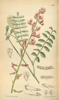 Zoom illustration hedysarum_boreale.jpg
