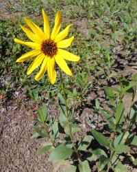 Zoom illustration helianthus_pauciflorus.jpg