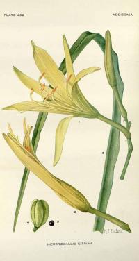 Zoom illustration hemerocallis_citrina.jpg