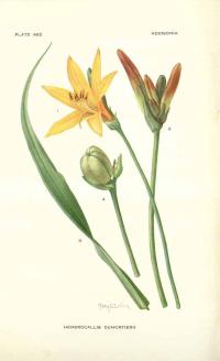 Zoom illustration hemerocallis_dumortieri.jpg