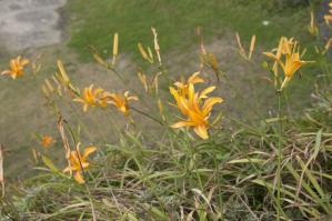 Zoom illustration hemerocallis_littorea.jpg
