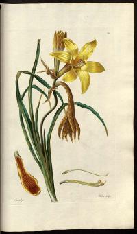 Zoom illustration hemerocallis_minor.jpg