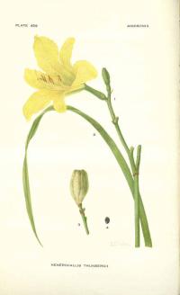 Zoom illustration hemerocallis_thunbergii.jpg