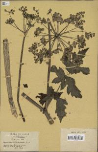 Zoom illustration heracleum_moellendorffii.jpg