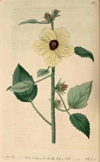 Zoom illustration hibiscus_diversifolius.jpg