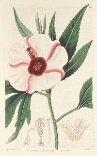 Zoom illustration hibiscus_heteropphyllus.jpg