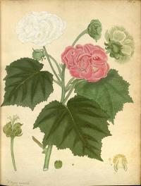 Zoom illustration hibiscus_mutabilis.jpg