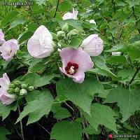 Zoom illustration hibiscus_sinosyriacus.jpg