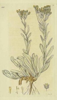Zoom illustration immortelle_sables.jpg