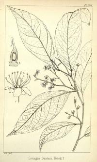 Zoom illustration irvingia_gabonensis.jpg