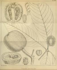 Zoom illustration lacunaria_jenmanii.jpg