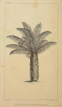 Zoom illustration leopoldinia_piassaba.jpg