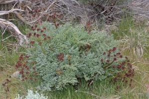Zoom illustration lomatium_dissectum.jpg