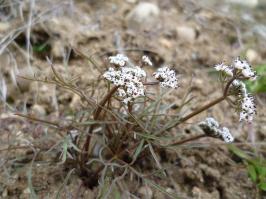 Zoom illustration lomatium_geyeri.jpg