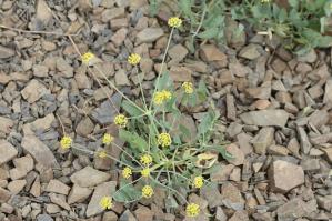 Zoom illustration lomatium_nudicaule.jpg