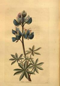 Zoom illustration lupinus_nootkatensis.jpg