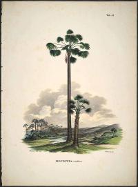 Zoom illustration mauritia_flexuosa.jpg