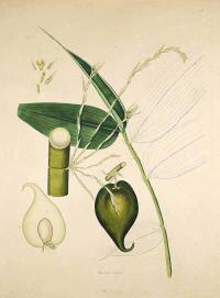 Zoom illustration melocanna_baccifera.jpg