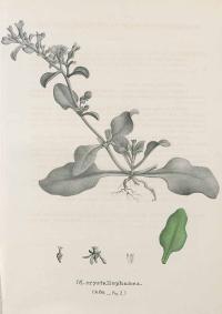 Zoom illustration mesembryanthemum_aitonis.jpg