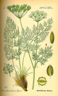 Zoom illustration meum_athamanticum.jpg