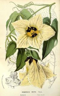 Zoom illustration momordica_cochinchinensis.jpg