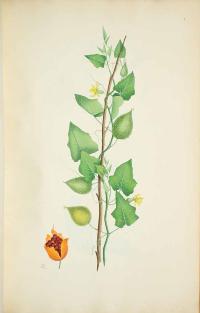 Zoom illustration momordica_dioica.jpg